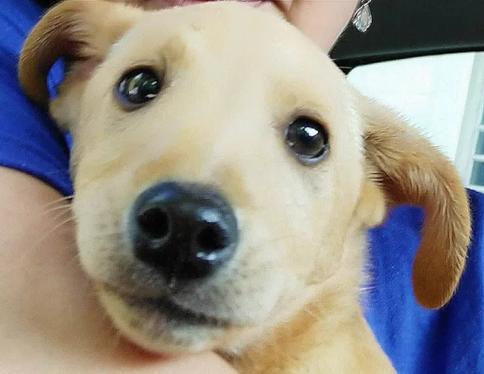 Cachorro ra a Sem Raça  idade 2 a 6 meses nome Joel