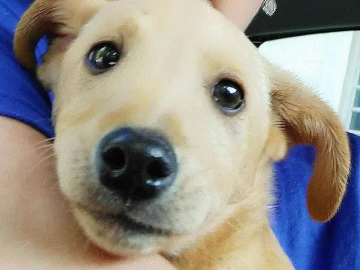 Cachorro ra a Sem Raça  idade 2 a 6 meses nome Joel