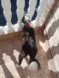 Lili