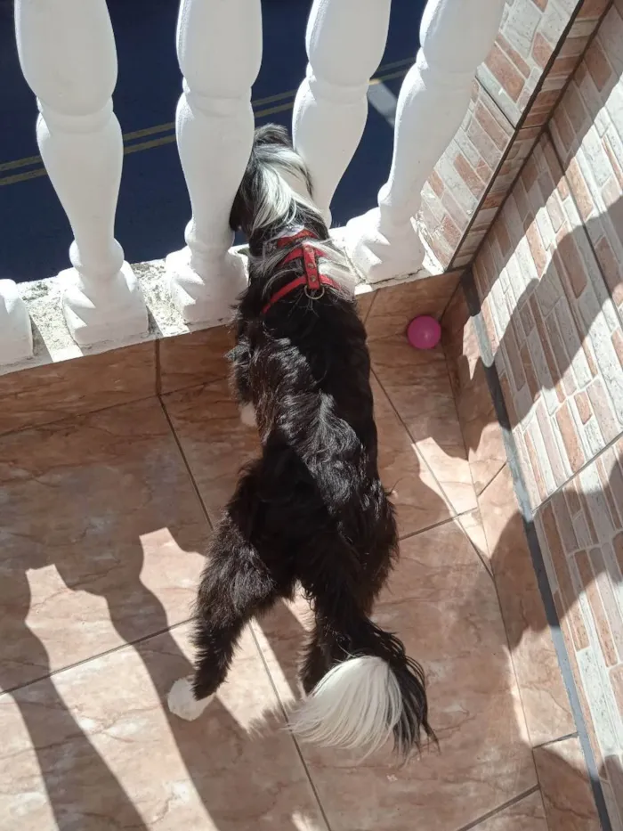 Cachorro ra a Indefinida  idade 7 a 11 meses nome Lili