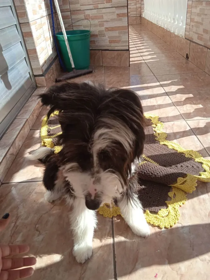 Cachorro ra a Indefinida  idade 7 a 11 meses nome Lili