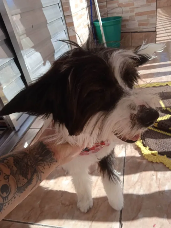 Cachorro ra a Indefinida  idade 7 a 11 meses nome Lili