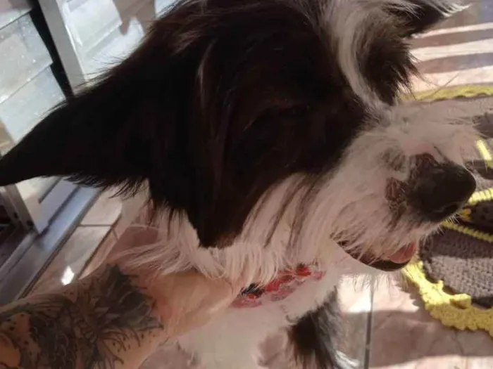 Cachorro ra a Indefinida  idade 7 a 11 meses nome Lili