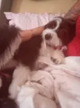 Lili
