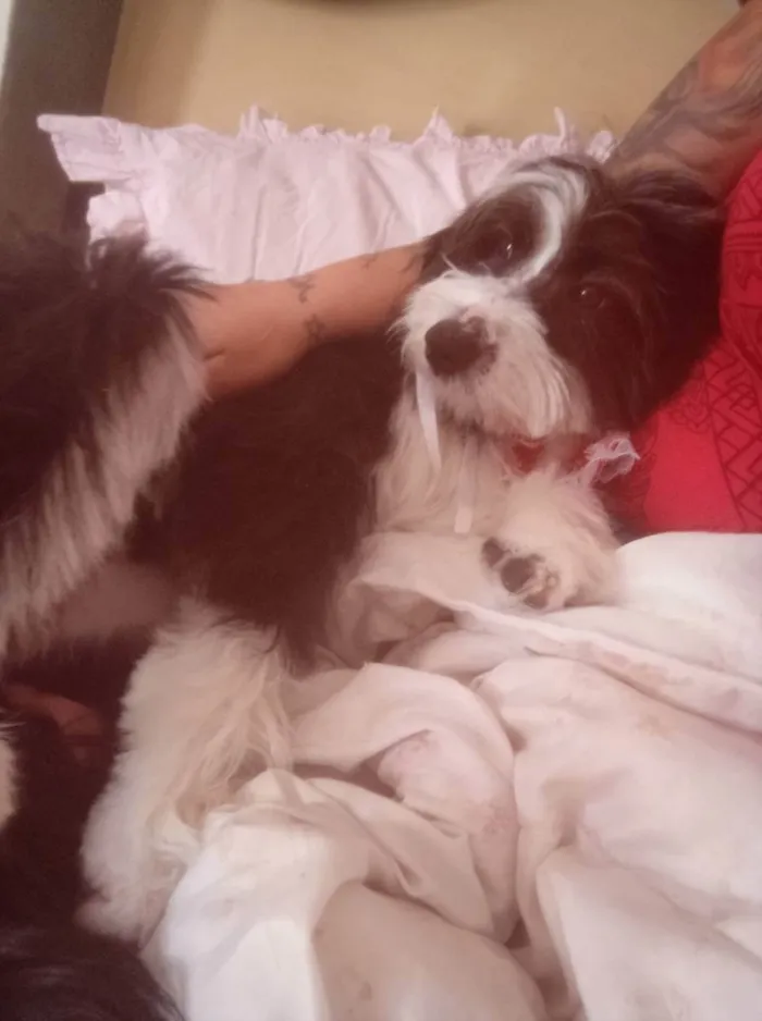 Cachorro ra a Indefinida  idade 7 a 11 meses nome Lili
