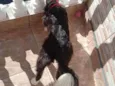 Lili