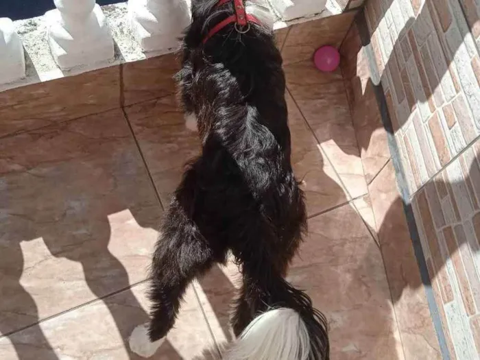 Cachorro ra a Indefinida  idade 7 a 11 meses nome Lili
