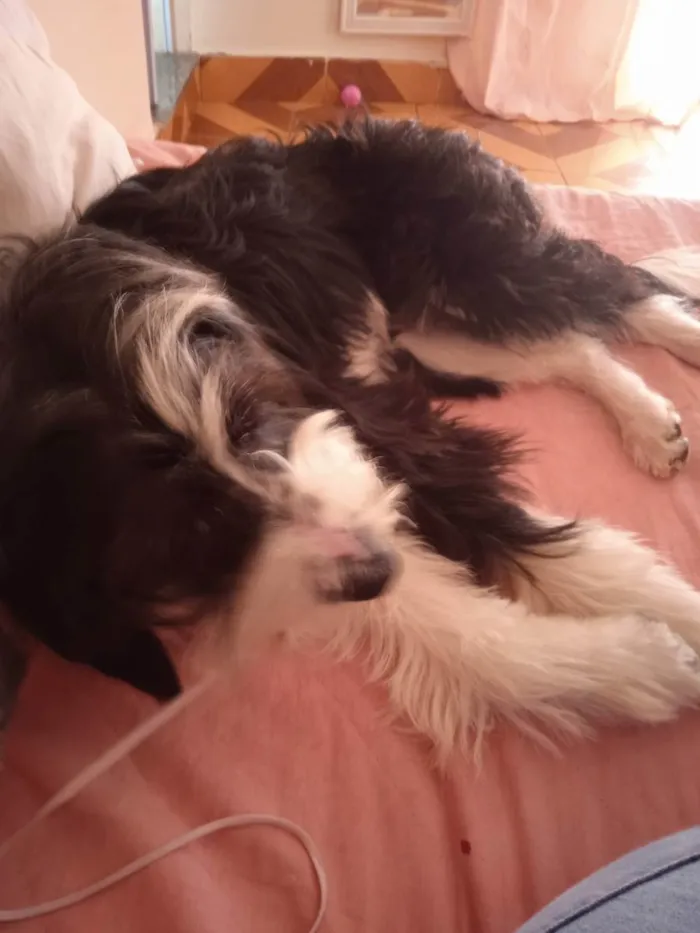 Cachorro ra a Indefinida  idade 7 a 11 meses nome Lili