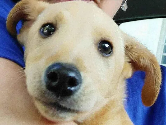 Cachorro ra a Sem Raça  idade 2 a 6 meses nome Joel