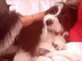 Lili