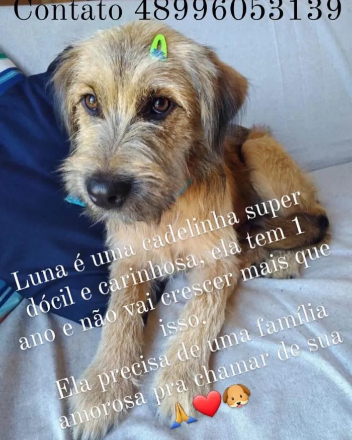 Cachorro ra a  idade 2 anos nome Estopinha 