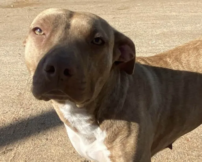 Cachorro ra a Pitbul  idade 7 a 11 meses nome Não sei 