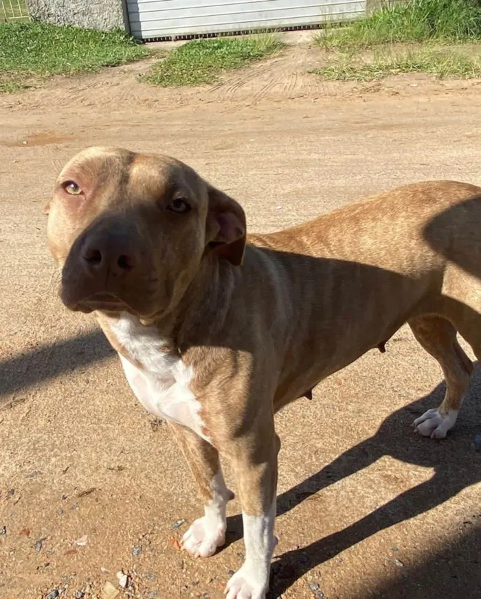 Cachorro ra a Pitbul  idade 7 a 11 meses nome Não sei 