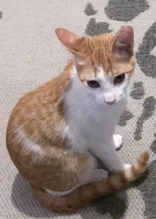 Gato raça srd idade 2 a 6 meses nome Mario