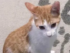 Gato raça srd idade 2 a 6 meses nome Mario