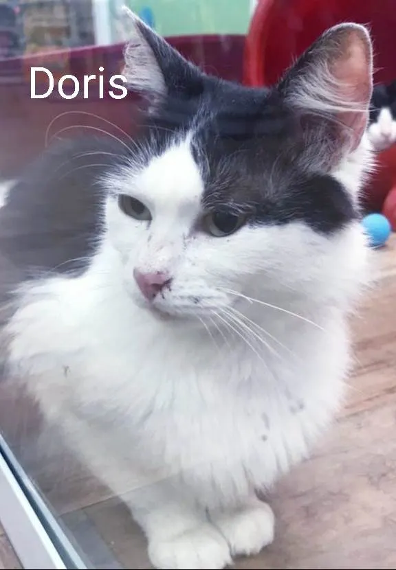 Gato raça Srd idade 1 ano nome DORIS