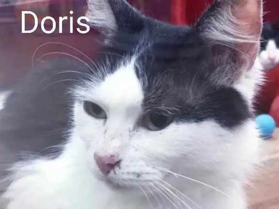 Gato raça Srd idade 1 ano nome DORIS