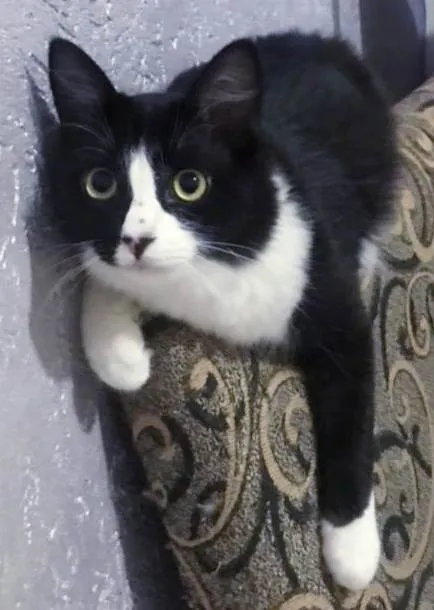 Gato raça Srd idade 2 a 6 meses nome ZÉ 