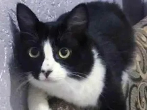 Gato raça Srd idade 2 a 6 meses nome ZÉ 