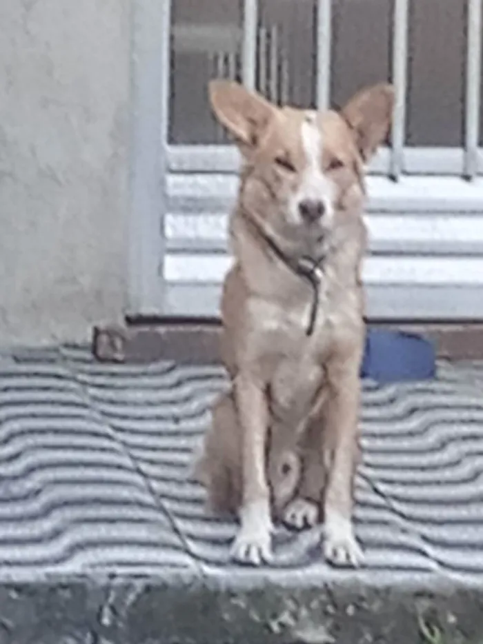 Cachorro ra a Vira lata idade 5 anos nome Olaf