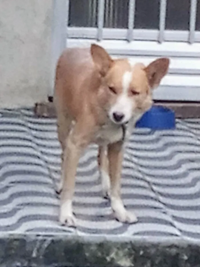 Cachorro ra a Vira lata idade 5 anos nome Olaf