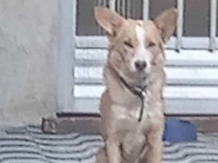 Cachorro ra a Vira lata idade 5 anos nome Olaf