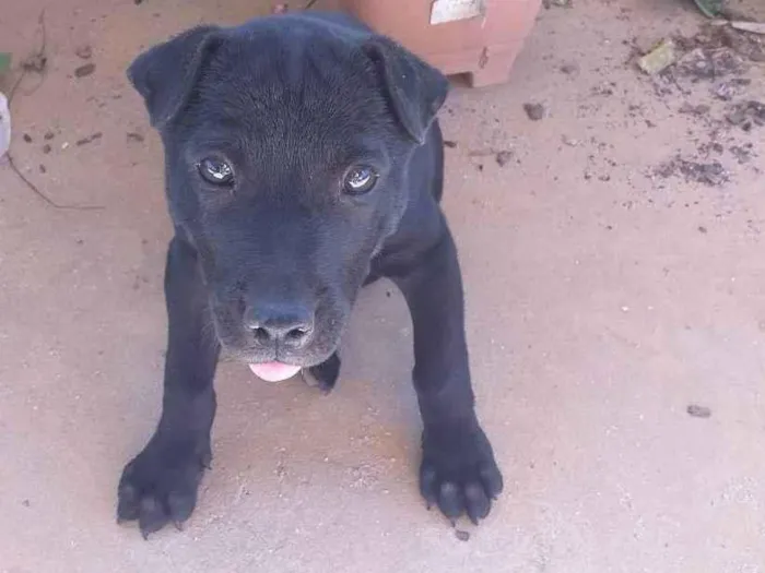 Cachorro ra a SRD idade 2 a 6 meses nome Black