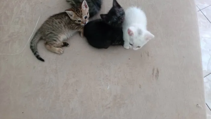 Gato raça Vira lata idade Abaixo de 2 meses nome Munati