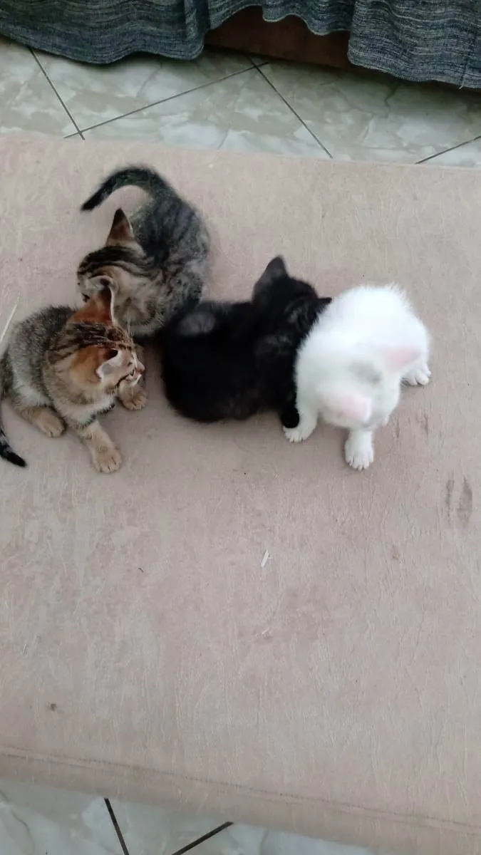 Gato raça Vira lata idade Abaixo de 2 meses nome Munati