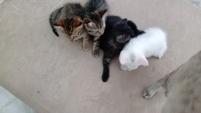 Gato raça Vira lata idade Abaixo de 2 meses nome Munati