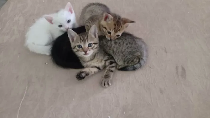 Gato raça Vira lata idade Abaixo de 2 meses nome Munati