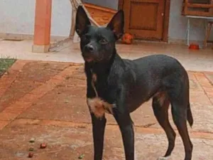 Cachorro raça Sem raça  idade 3 anos nome Butch