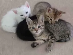 Gato raça Vira lata idade Abaixo de 2 meses nome Munati