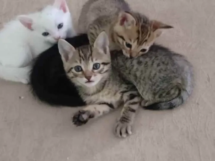 Gato raça Vira lata idade Abaixo de 2 meses nome Munati