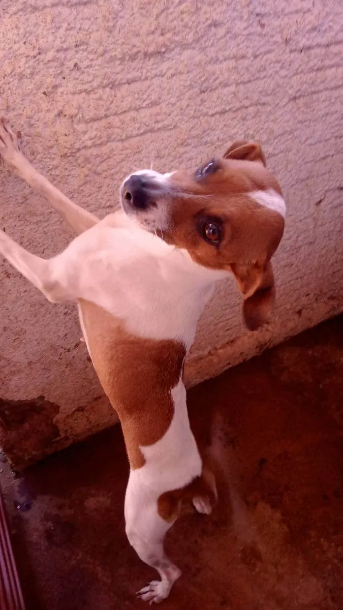 Cachorro ra a Vira lata idade 5 anos nome Belinha