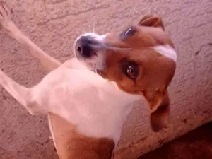 Cachorro raça Vira lata idade 5 anos nome Belinha