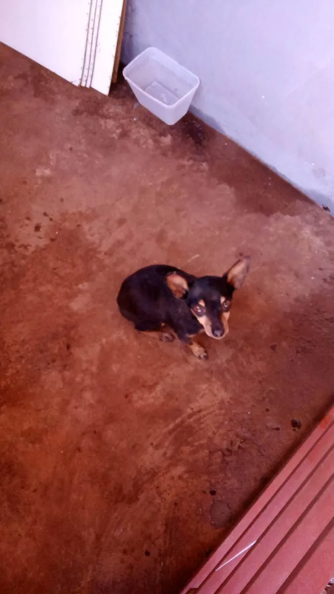 Cachorro ra a Pinscher  idade 6 ou mais anos nome Pingo