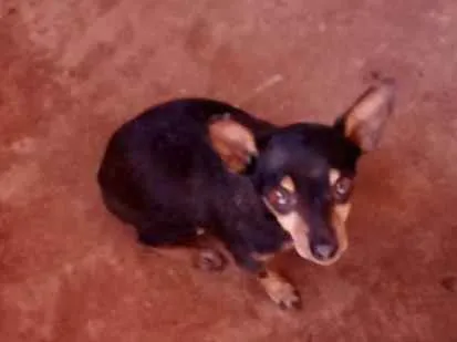 Cachorro ra a Pinscher  idade 6 ou mais anos nome Pingo