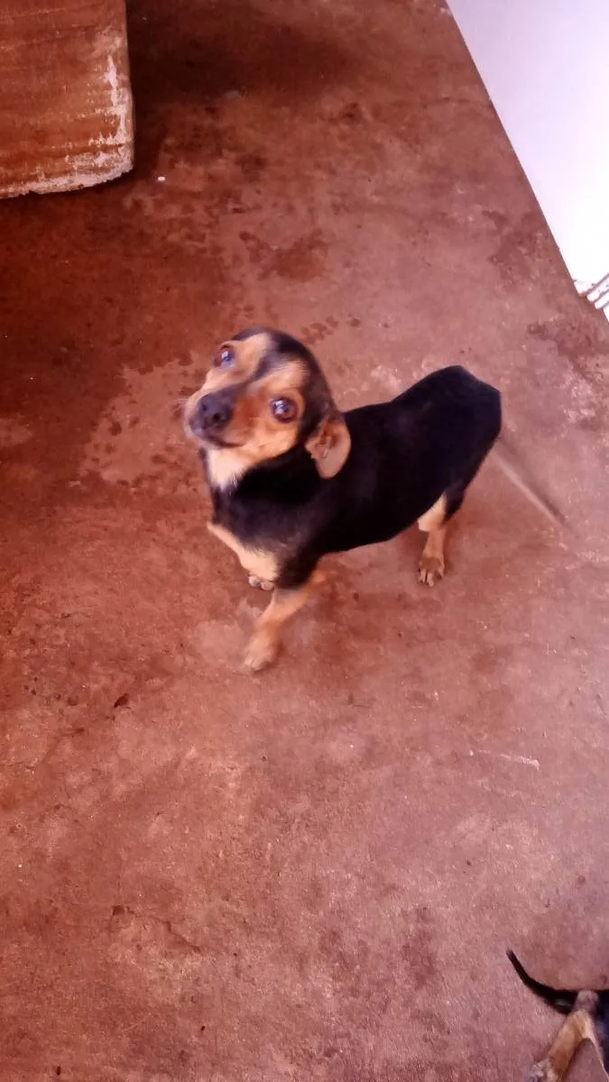 Cachorro ra a Pinscher  idade 4 anos nome Bills