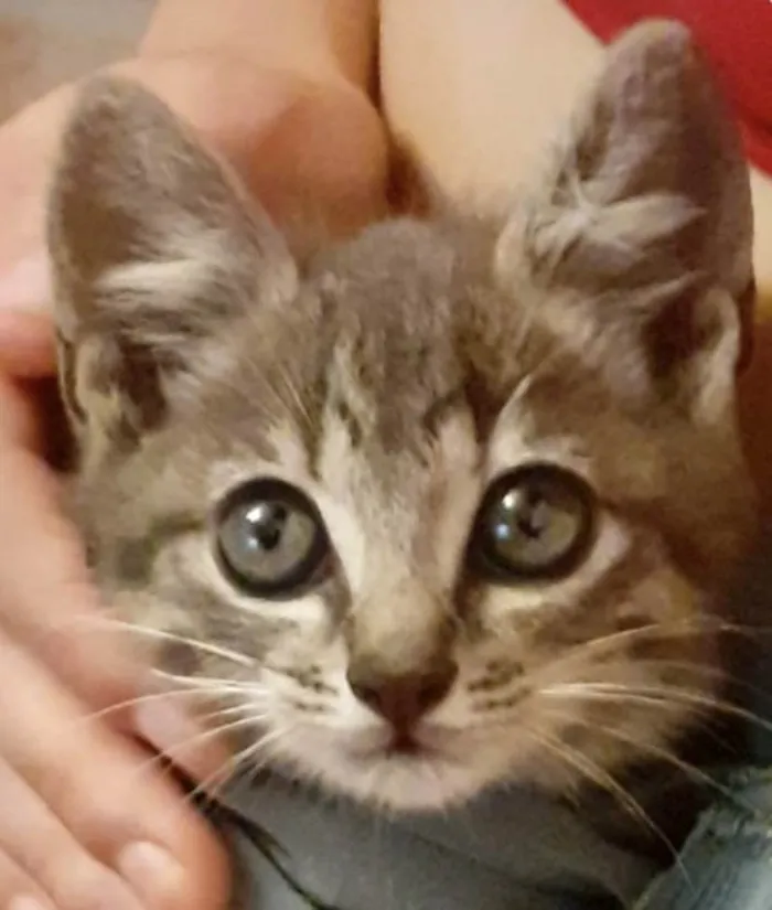 Gato ra a Mestiço  idade 2 a 6 meses nome Pingo 