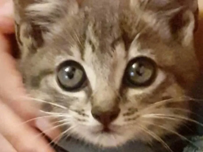 Gato ra a Mestiço  idade 2 a 6 meses nome Pingo 