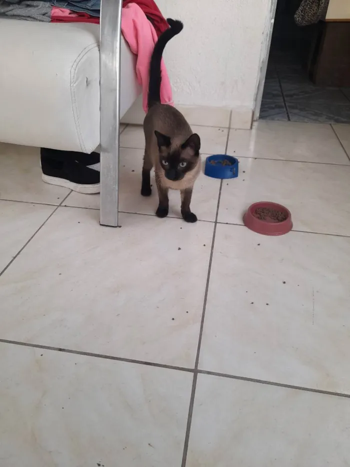 Gato ra a 3macho,2 fermia idade 2 a 6 meses nome Mel,zangado,preto,va