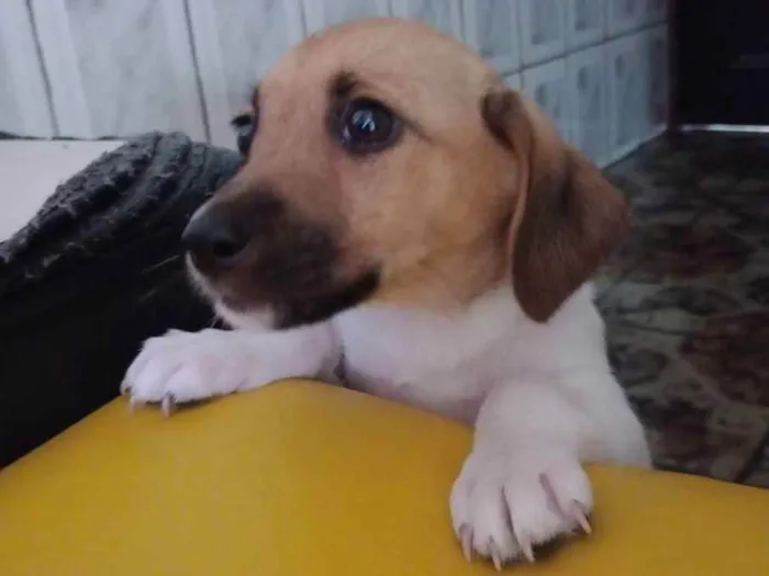 Cachorro raça  idade  nome Mel