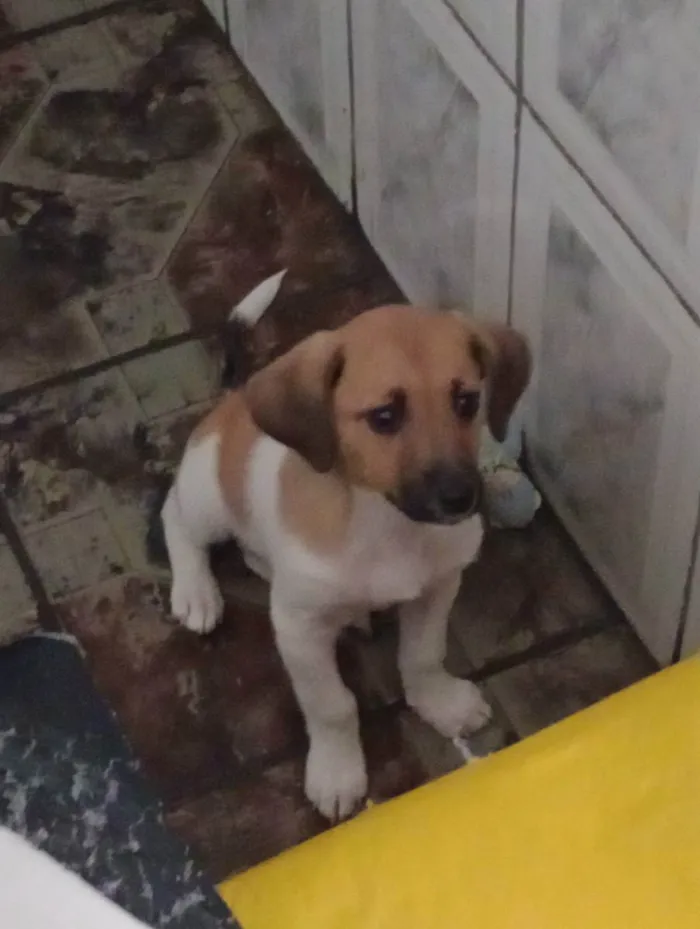Cachorro raça  idade  nome Mel