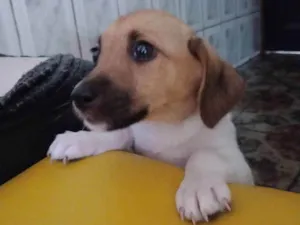 Cachorro raça  idade  nome Mel