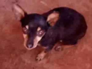 Cachorro raça Pinscher  idade 6 ou mais anos nome Pingo