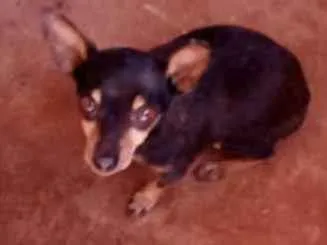 Cachorro ra a Pinscher  idade 6 ou mais anos nome Pingo