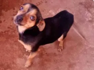 Cachorro raça Pinscher  idade 4 anos nome Bills