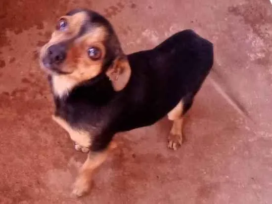 Cachorro ra a Pinscher  idade 4 anos nome Bills