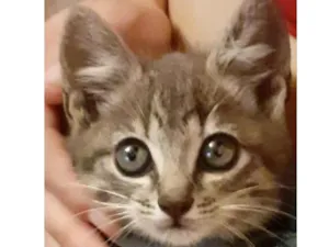 Gato raça Mestiço  idade 2 a 6 meses nome Pingo 